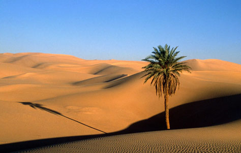 This episode features the unique desert life on the planet, including animals that have to withstand lack of water. It also shows what these hardened creatures do in order to survive in such a barren environment.