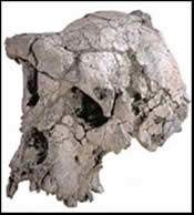 New fossil New Fossil Discovery Sinks Evolutionary Theories