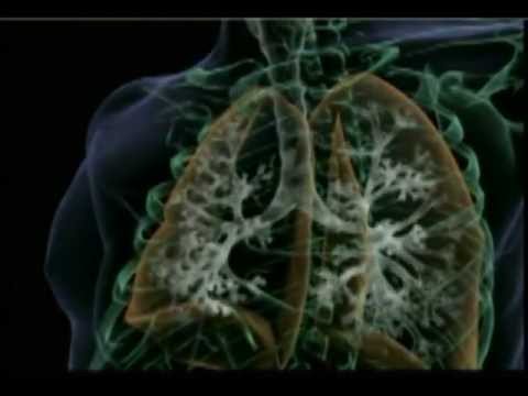 Breathing... This process, which seems so simple and which very few people ever think about, is actually the first link in a miracle... Every cell in our bodies needs the oxygen provided by breathing... Let us now have a close look at this flawless mechanism which goes into action at birth and never stops as long as we live. It is an interesting movie on the miracle of respiration by Harun Yahya. Let us watch it… 