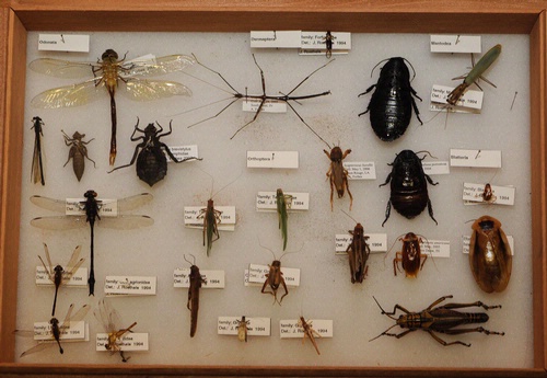 Insects occupy a very different niche than other species. As the fossil record shows, insects have been around for at least 400 million years. Over that time, various catastrophes have taken place, and large numbers of animal species have become extinct. Insects are among the few living things not to have been affected.