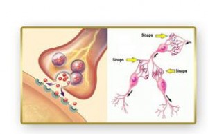 The Selective Nature of the Nerve Cells