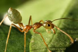 Black desert ants inhabiting the Mediterranean coasts of Tunisia are among those creatures who build their nests in the desert. These ants are very good at finding their way in the vast desert and getting back to their nests without the help of a compass or a map.