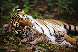 It would be unreasonable and nonsensical to think that animals gathered information about their enemies by chance, because failing in the first attempt would mean death.