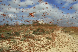 Locusts Moving in Swarms