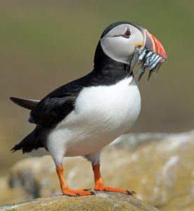 Fisher puffins