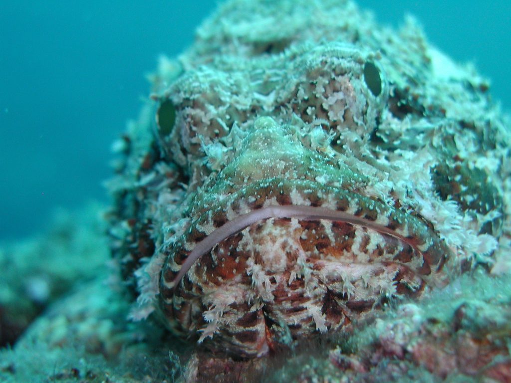 The Skilful Camouflage of the Scorpion Fish
