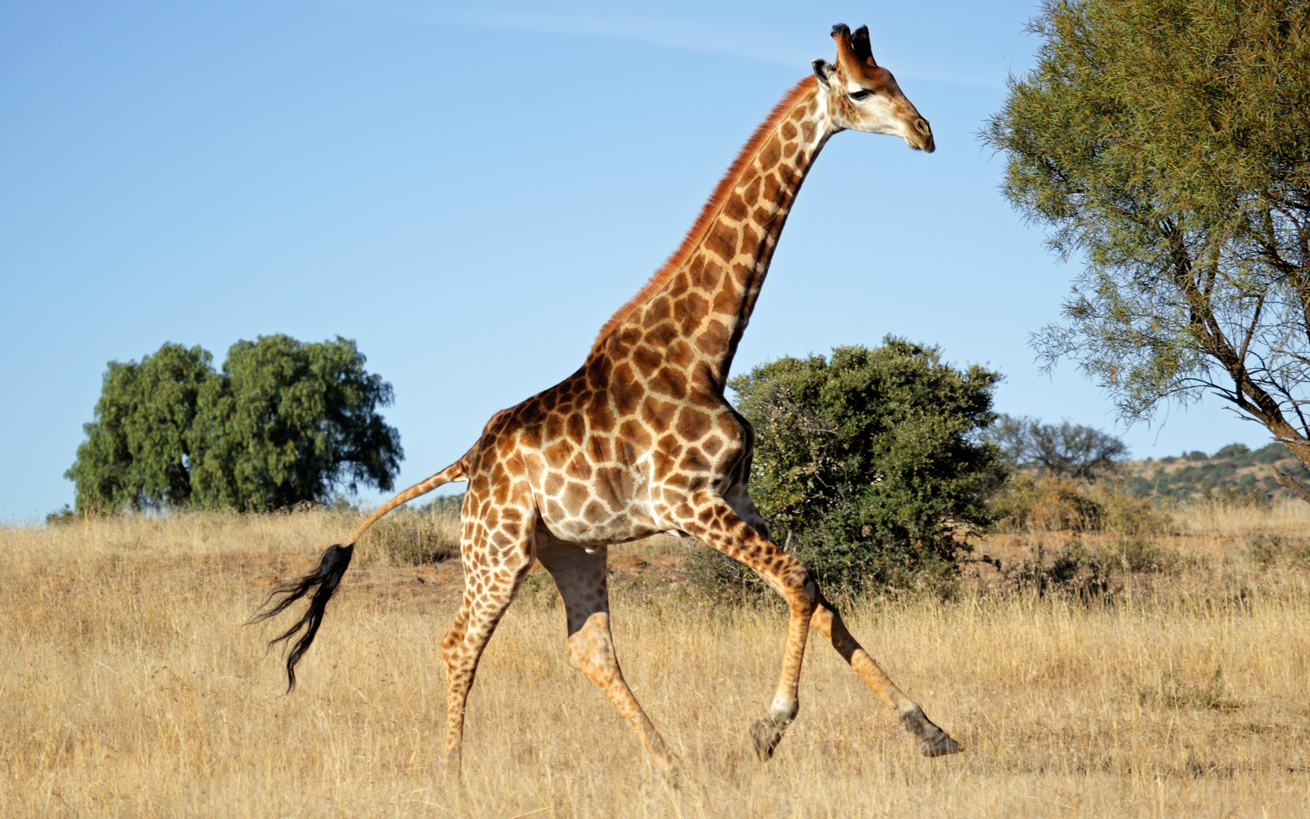 The Animal with the Longest Neck: The Giraffe