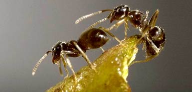 Talking Ants: Scientific Discovery that Supports the Qur’an