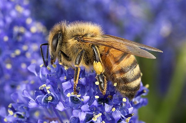 Miracles of the Qur’an: The Female Honeybee
