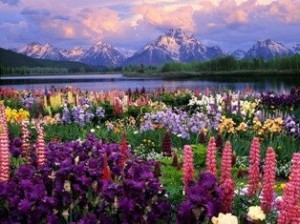 Beautiful-Flowers-mountain