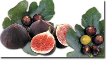 The Fig: A Fruit Whose Perfection Has Only Recently Been Revealed