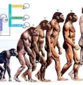 A Brief History of the Theory of Evolution