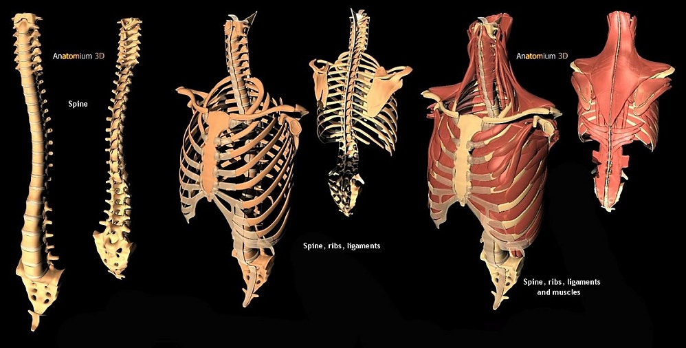 Ibn Rushd on Anatomy (Part 2/2)