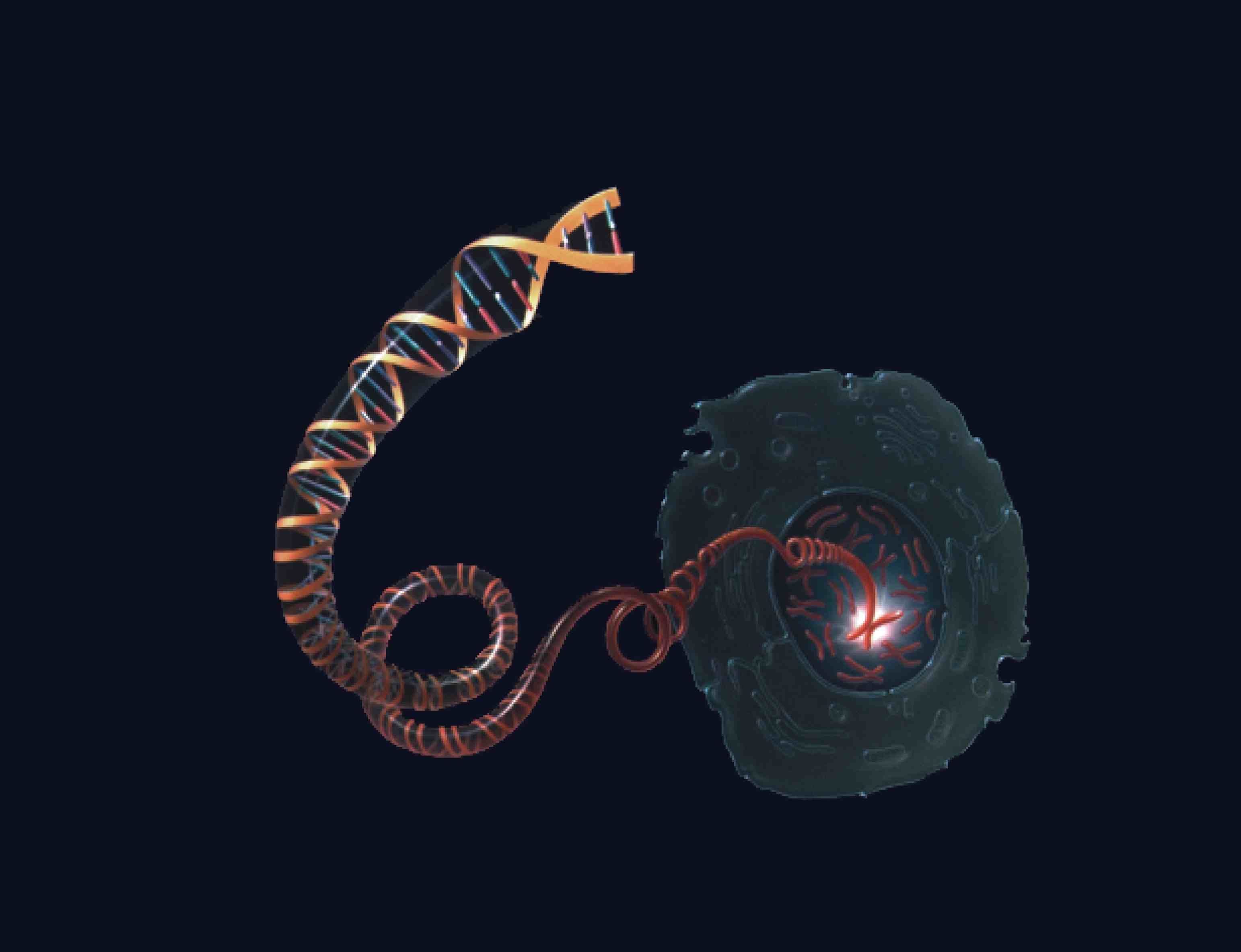 True or False: Human & Ape Genomes Are Similar