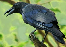 The experiments show that ravens were able to test possibilities in their minds in record time, select the most effective solution, and apply it correctly the first time they tried it, something that most intelligent creatures, cannot match.