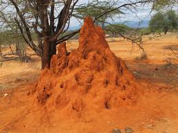 It is our Lord Who creates perfect communication between these sightless creatures, teaches them what to do and makes each one of the millions of termites in a colony performs its task.