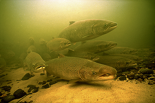 How Do Salmon Find Their Way?