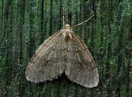 This moth species is created together with a special heating system that enables it to live under winter conditions. This system consists of several complementary features.