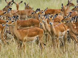 The Special Cooling System of Gazelles