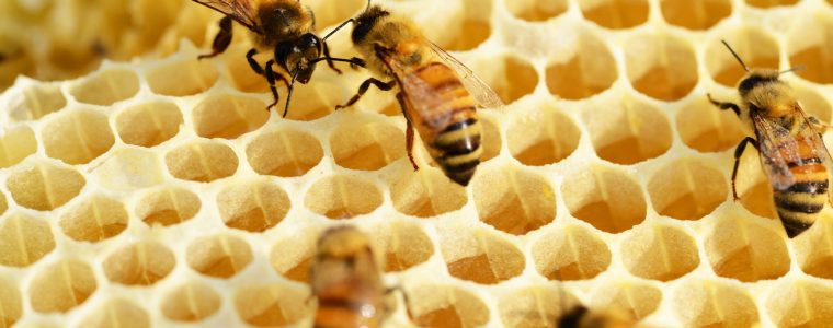 The Behavior of Bees: Dilemma for Evolutionists
