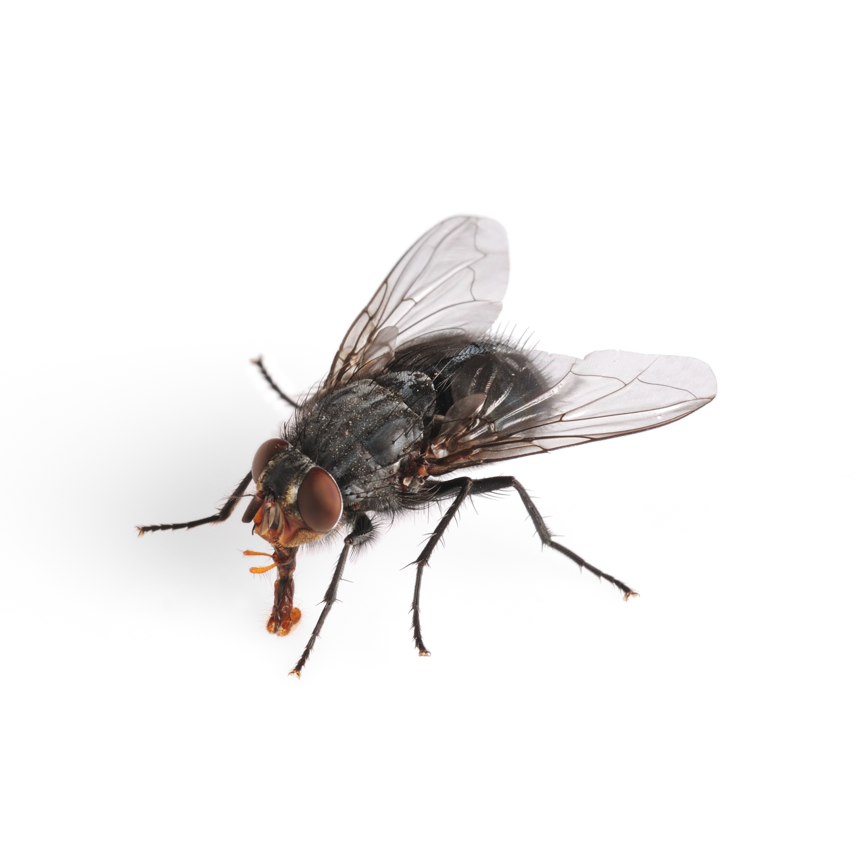 The Deceit of the Origins of Flies