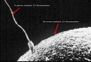 Creation of Nutfah, the Zygote2