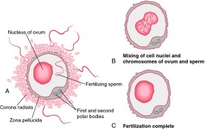 Human Development as Revealed in Qur'an & Hadith 2