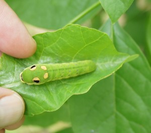 The mimicking ability displayed by this caterpillar is too flawless and perfect to have come about gradually, in the way the evolutionists like to claim.