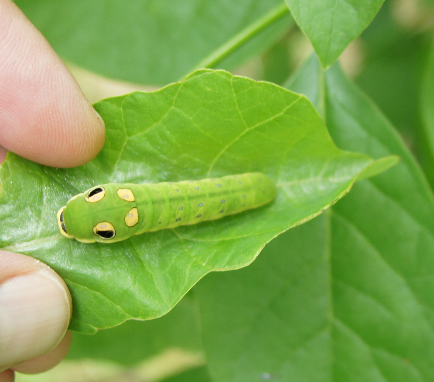 Hemeroplanes Triptolemus: A Snake-Mimicking Caterpillar