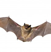 Bats Teach Us about Safety