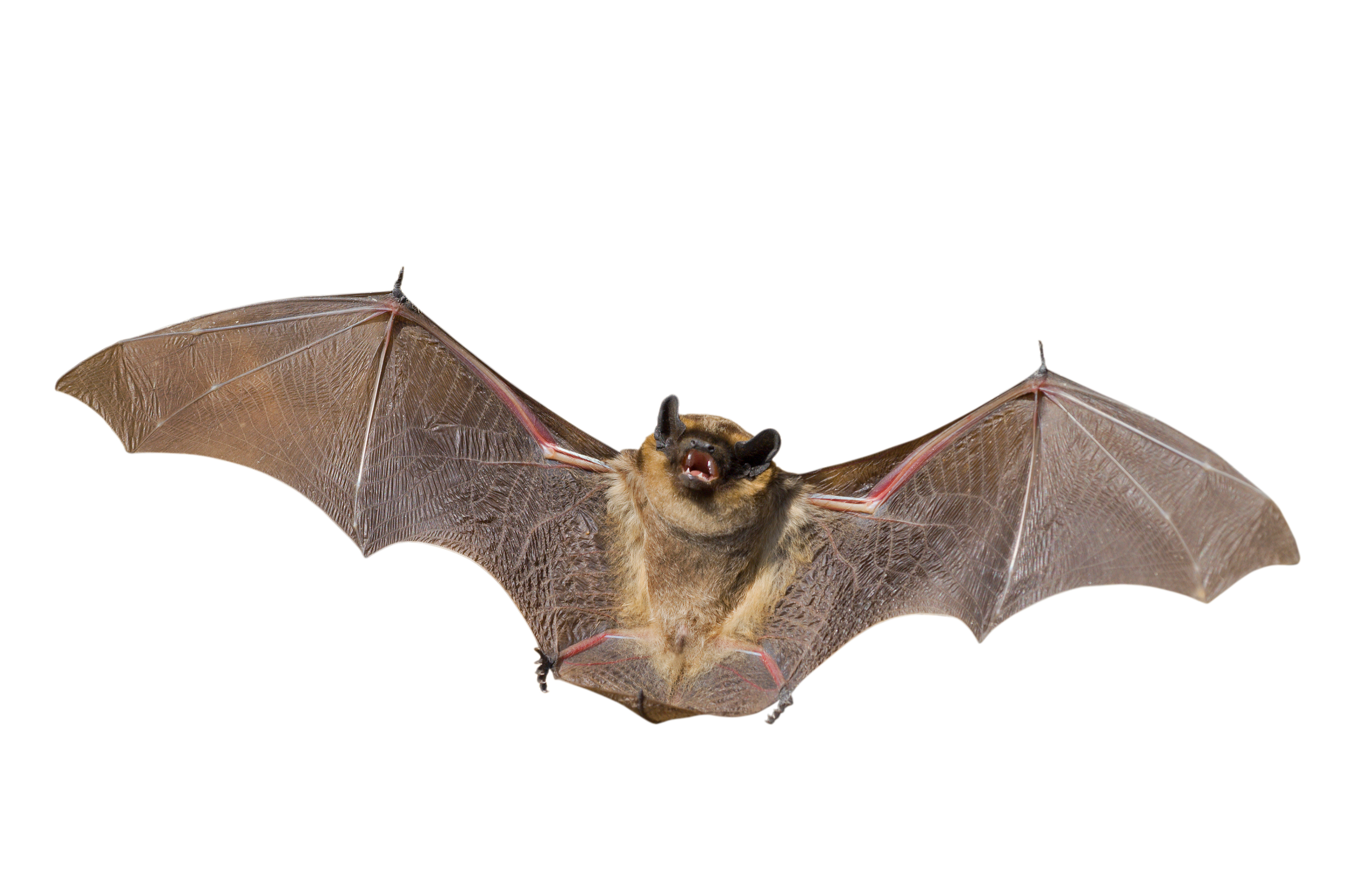 Bats Teach Us about Safety