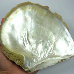 This special damage decreasing structure of the mother-of-pearl has become a subject of research for many scientists.