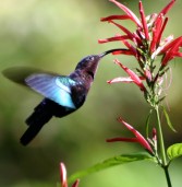 Hummingbirds and Nectar