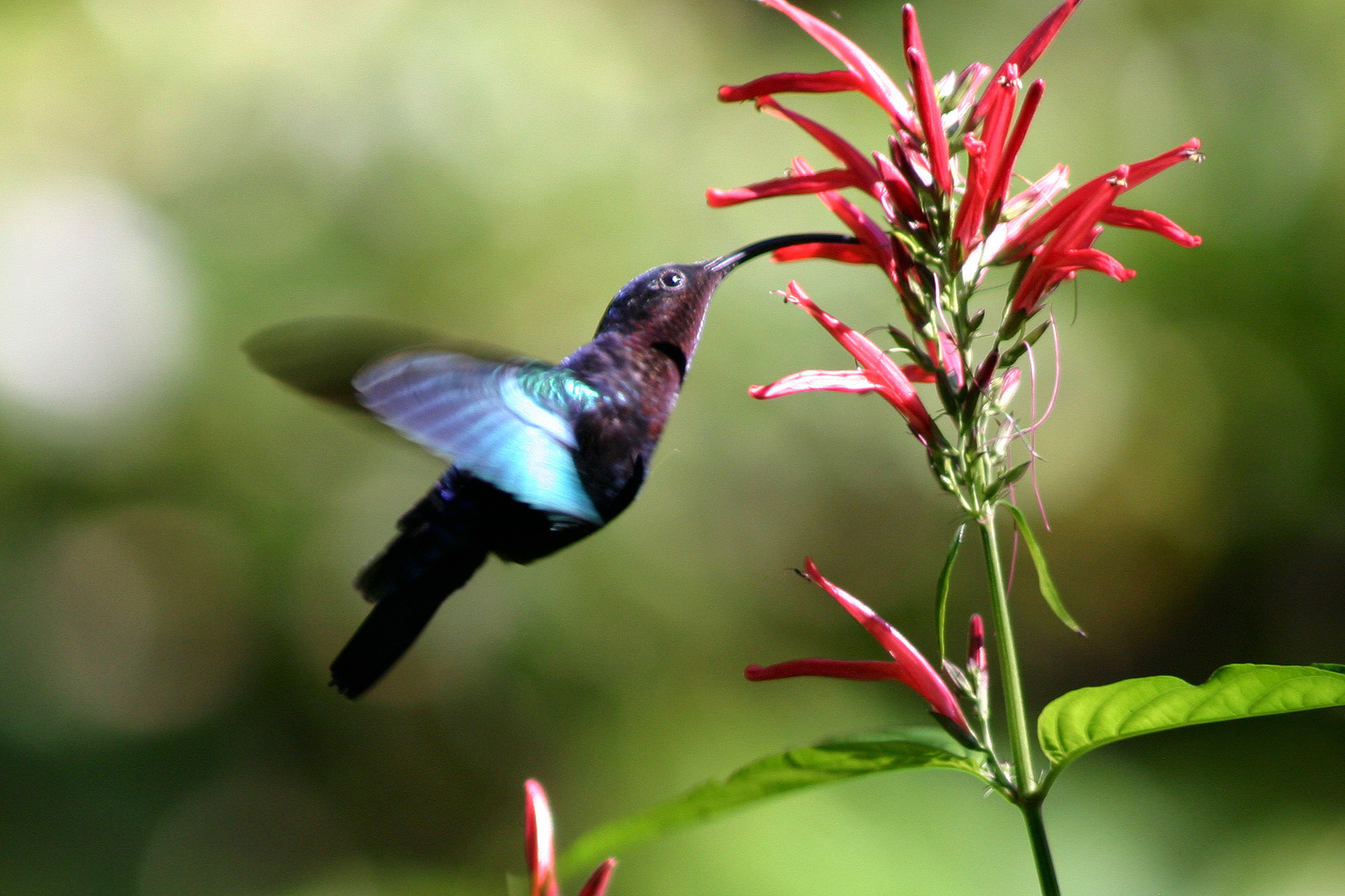 Hummingbirds and Nectar
