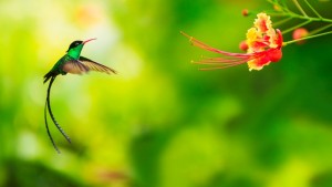 Hummingbirds and Nectar2