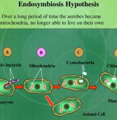 The Endosymbiosis Hypothesis and Its Invalidity