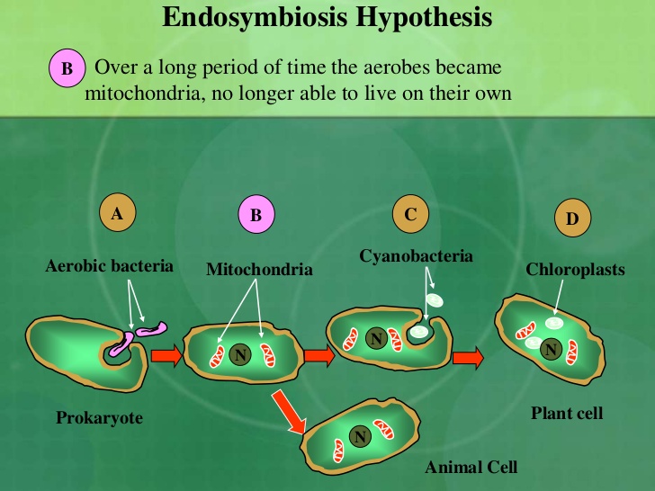 The Endosymbiosis Hypothesis and Its Invalidity