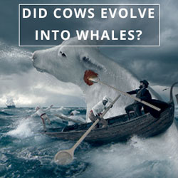 Did Cows Evolve into Whales?