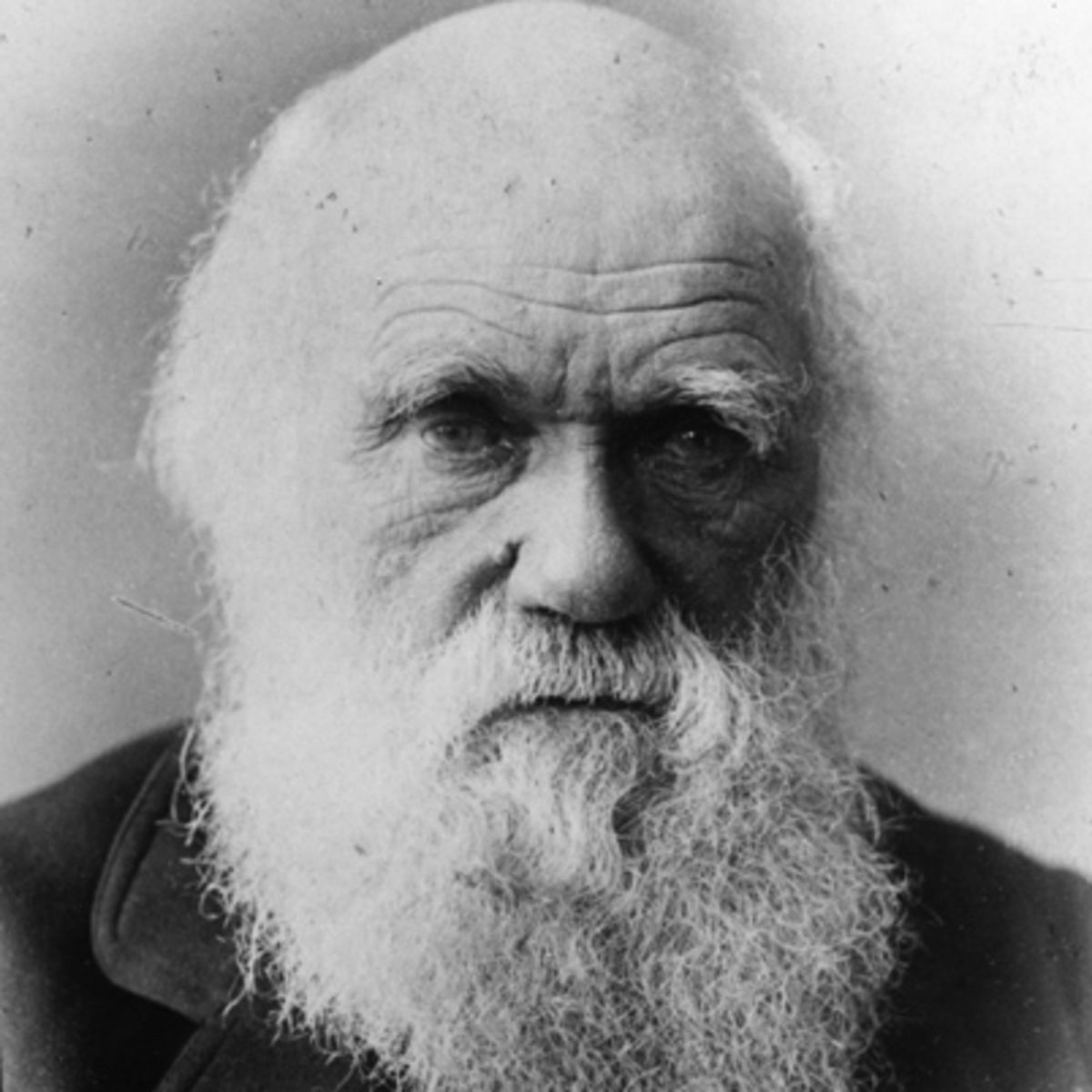 Darwin