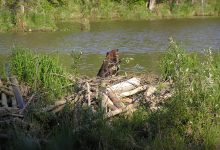 Beaver Dams as Engineering Projects