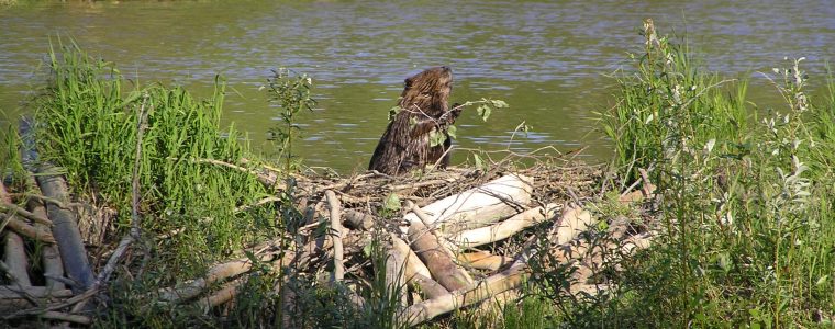 Beaver Dams as Engineering Projects