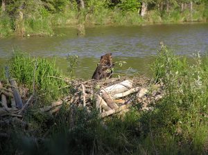 Beavers build their dams of plant matter and stones, in a manner similar to their nests
