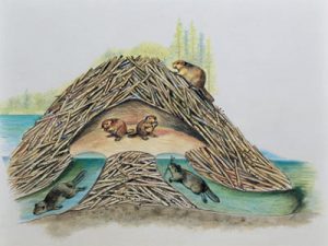 beaver-dams-as-engineering-projects2