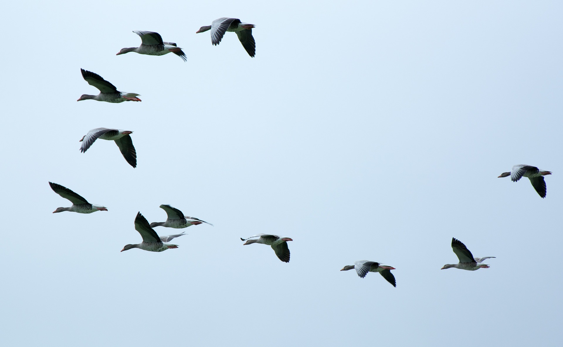 Can Birds Help Muslims Free Al-Aqsa Mosque?