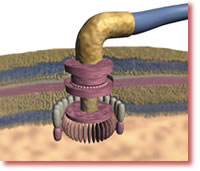 the-bacterial-flagellum