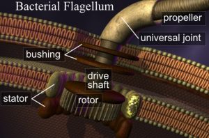 The bacterial flagellum is clear evidence that even in supposedly "primitive" creatures there is an extraordinary design.
