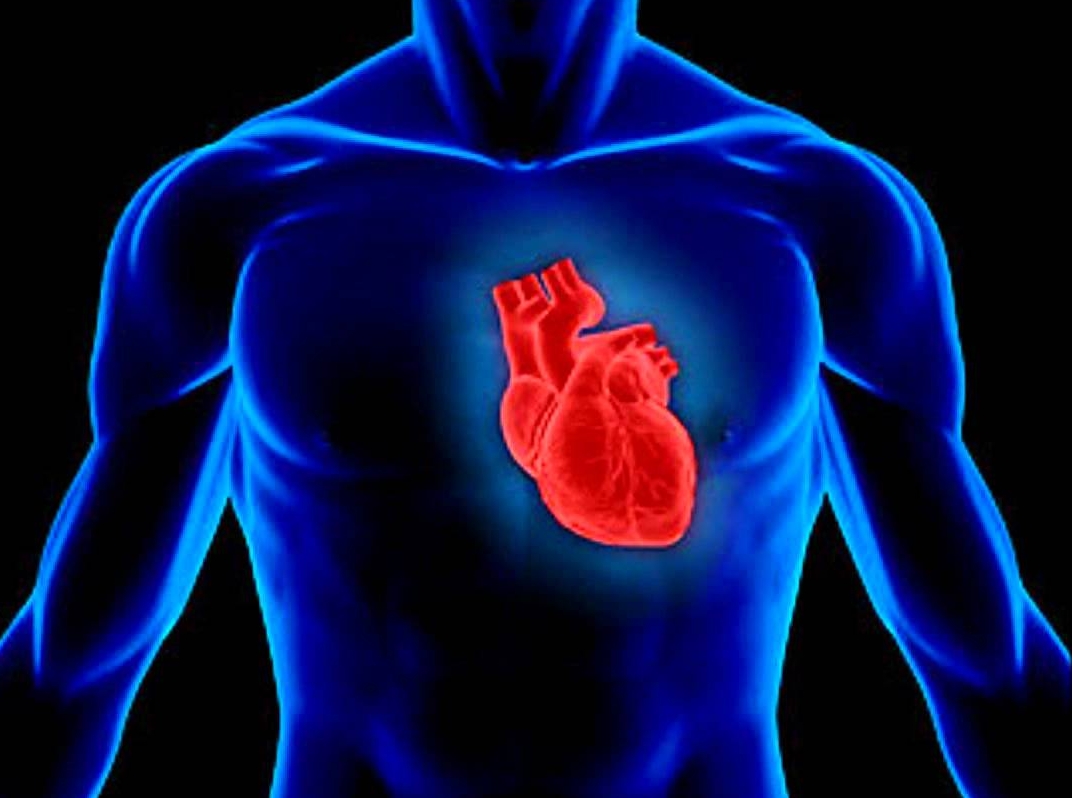 This Amazing Human Heart!