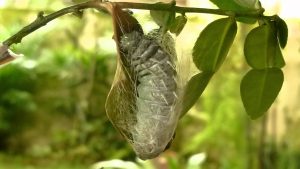 Atlas Moth Caterpillar