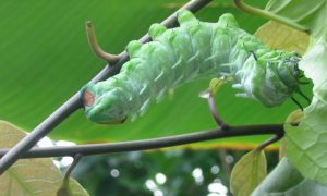 Atlas Moth Caterpillar