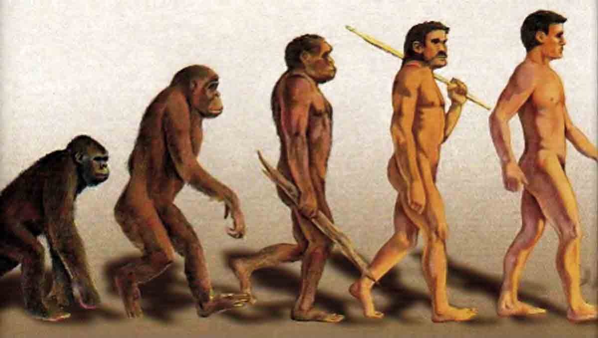 What Is the Theory of Evolution?